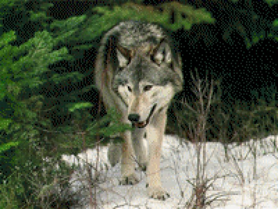 Лесной житель - животные, волк - предпросмотр