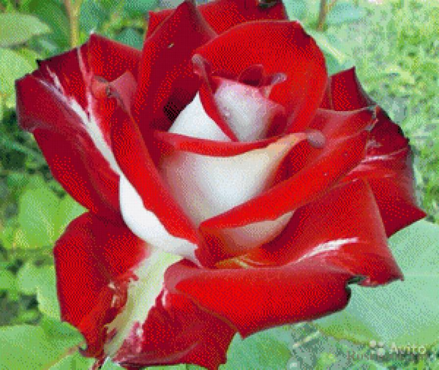 красно-белая роза - предпросмотр