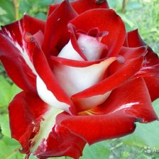красно-белая роза