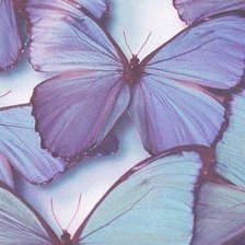 Оригинал схемы вышивки «Бабочки» (№1000998)