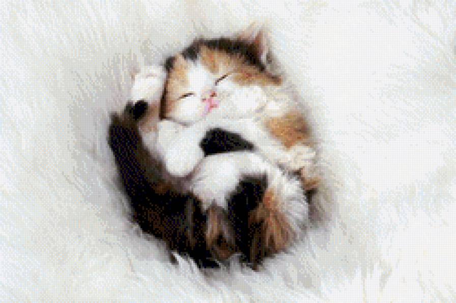 Котенок - сон, котята, кот, котенок, малыш - предпросмотр