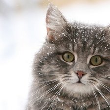 Оригинал схемы вышивки «кошка в снегу» (№1002721)