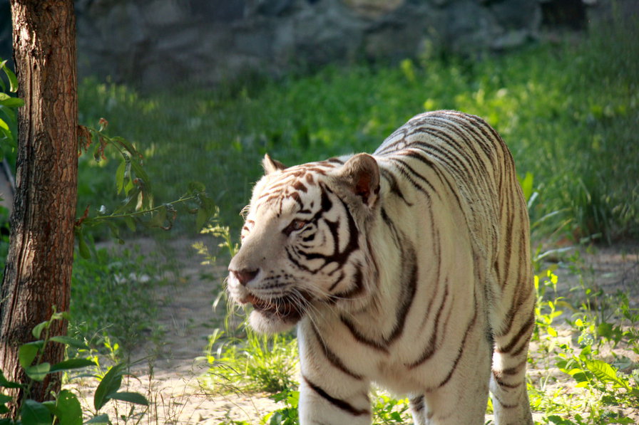 белый тигр - хищник, тигр, кошка - оригинал