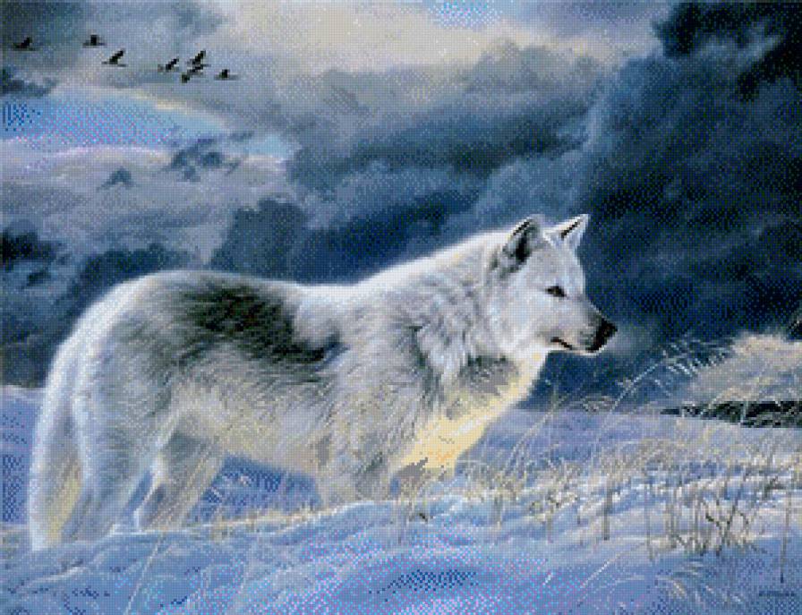 волк, зима, ночь - предпросмотр