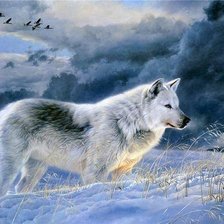 Оригинал схемы вышивки «волк, зима, ночь» (№1004968)
