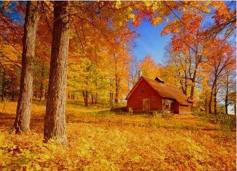 домик в лесу - лес, домик, осень - оригинал