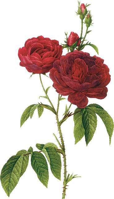 Винтажные розы - красные розы, розы, винтаж, ретро, цветы - оригинал