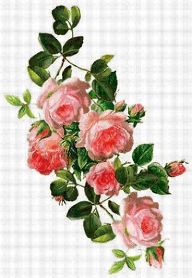 Винтажные розы - цветы, букет, розовые розы, ретро, розы, винтаж - предпросмотр