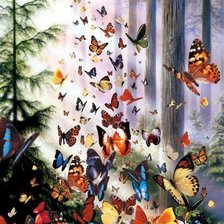 бабочки в лесу
