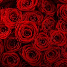 Оригинал схемы вышивки «розы  красные» (№1006786)
