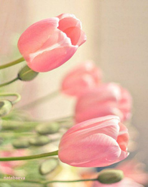 №1006937 - тюльпаны, цветы - оригинал