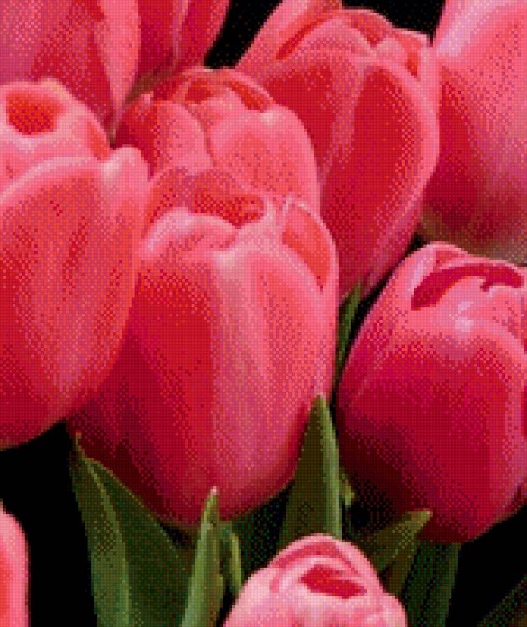 №1007022 - цветы, тюльпаны - предпросмотр