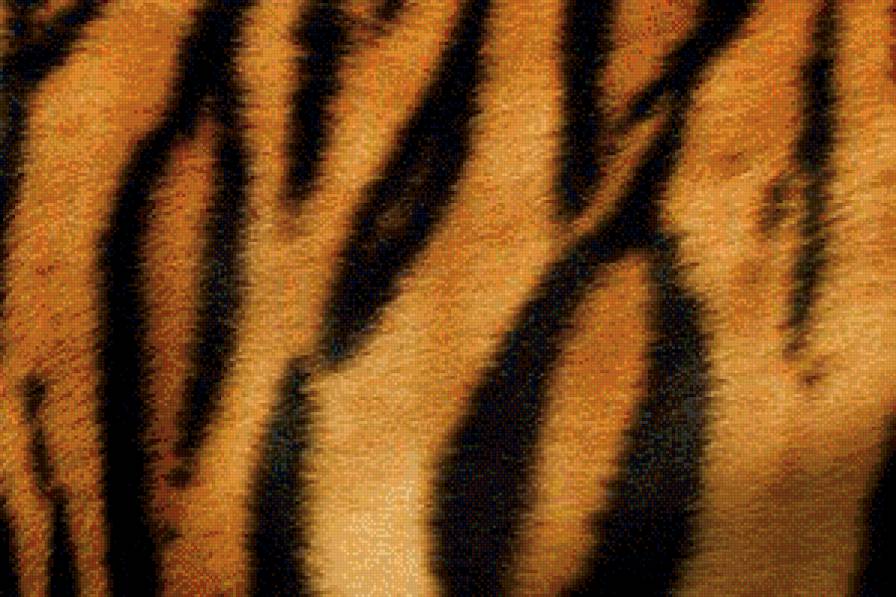 Шкура тигра - тигр, шкура, животное - предпросмотр