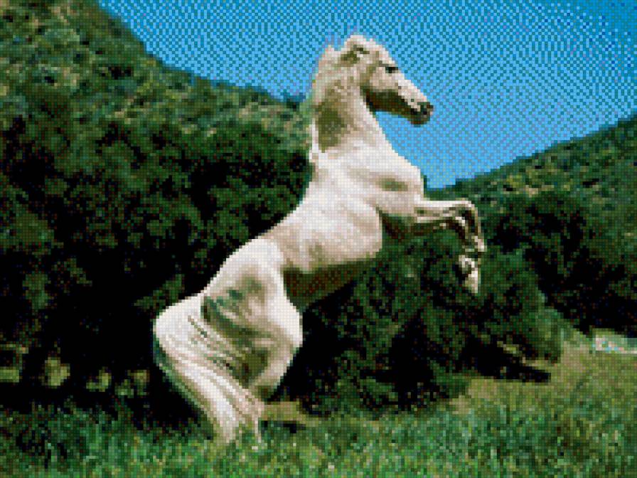 Белая лошадь - предпросмотр