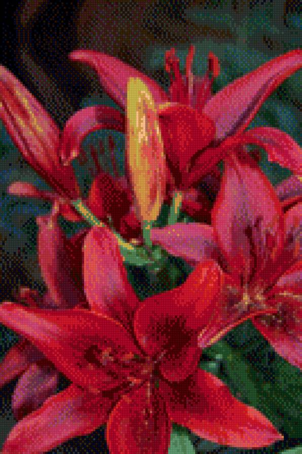 Лилии - красный., растения, цветы, лилии - предпросмотр