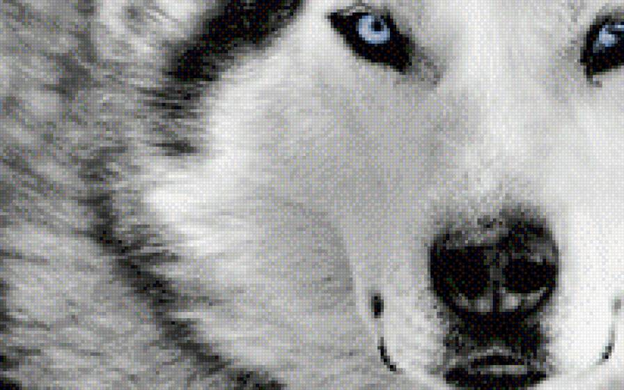 Волк - волк одиночка, волчонок - предпросмотр