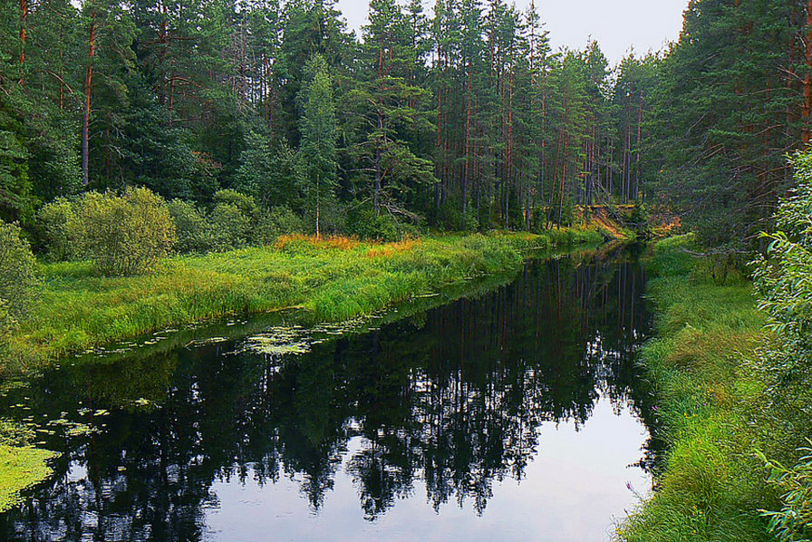 Лесная речка - ели, пейзаж, река, лето, природа, лес - оригинал