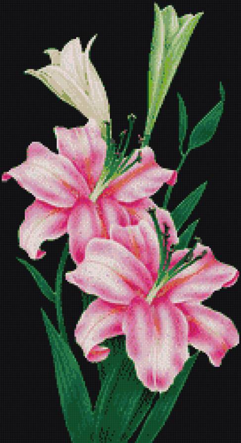 Розовые лилии - лилии, цветы - предпросмотр