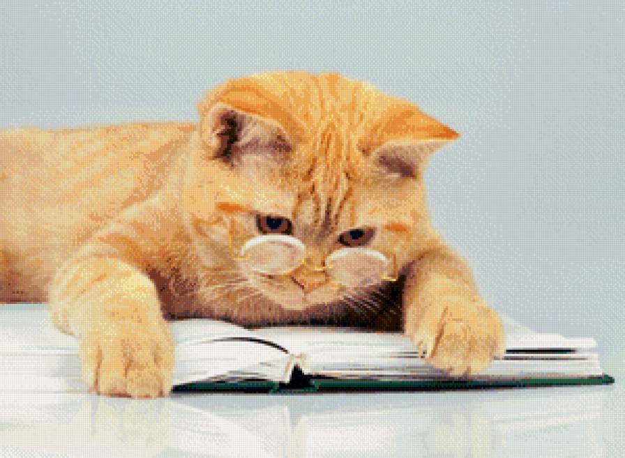 Ученый кот - животные, кот, очки, книга - предпросмотр