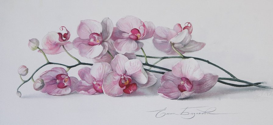 орхидея - цветы, орхидея, розовый - оригинал