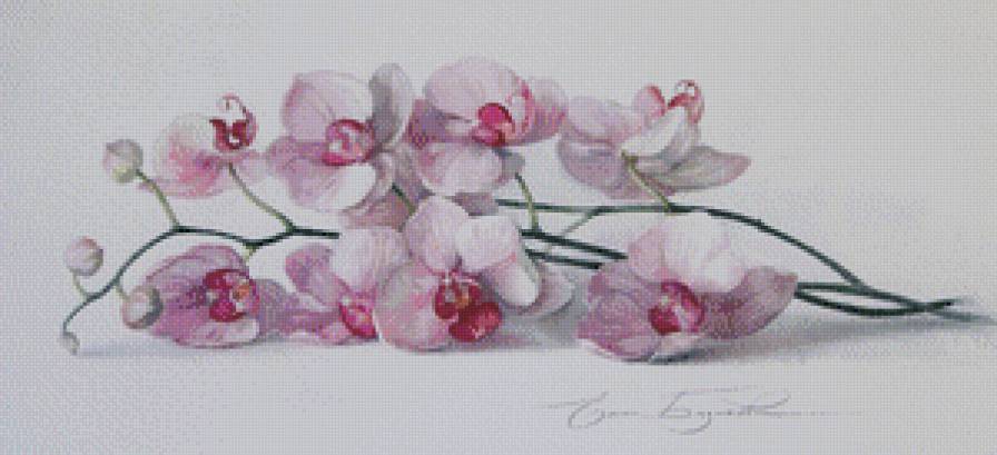 орхидея - цветы, розовый, орхидея - предпросмотр
