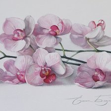 Оригинал схемы вышивки «орхидея» (№1014395)