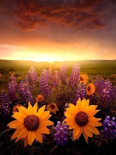 Закат в поле - закат, цветы, поле - оригинал