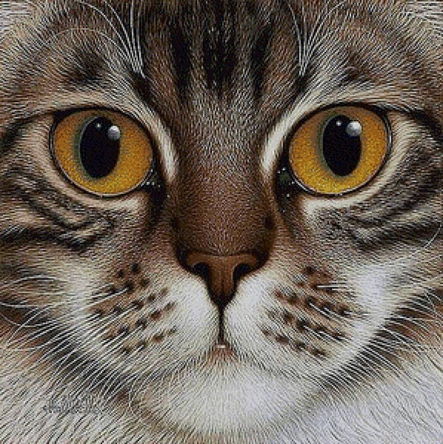 Кошка с желтыми глазами. - глаза, желтые, голова, кошка - предпросмотр