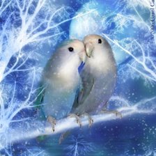 Зимние попугайчики