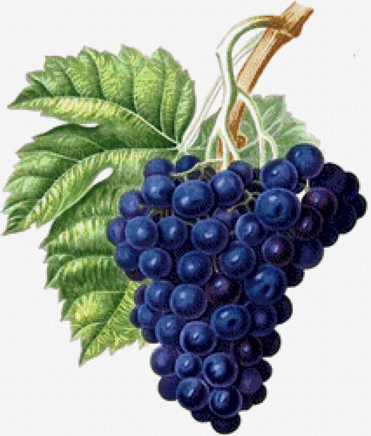 Виноград - фрукты, на кухню - предпросмотр