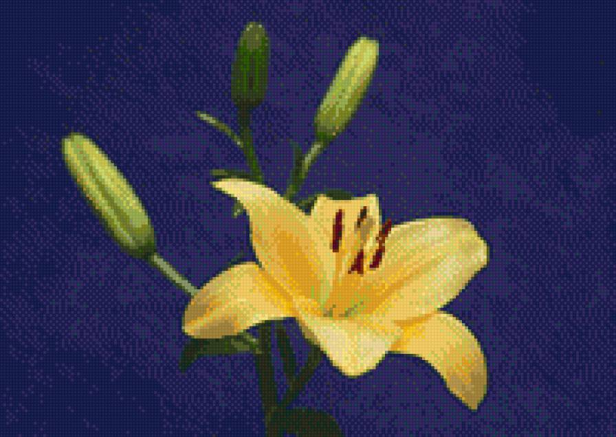 желтая лилия - цветы, лилия - предпросмотр