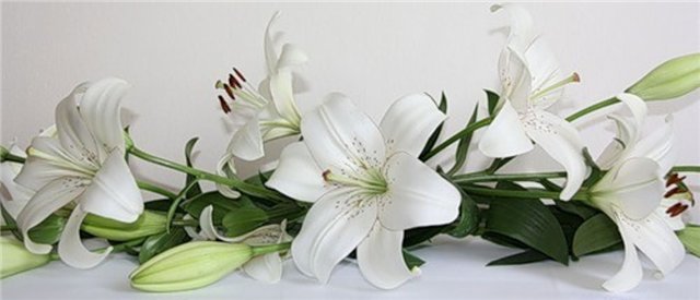 белые лилии - цветы, белые лилии - оригинал