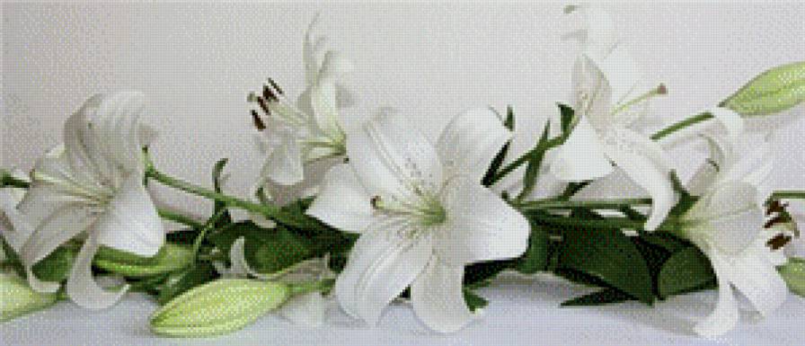 белые лилии - белые лилии, цветы - предпросмотр