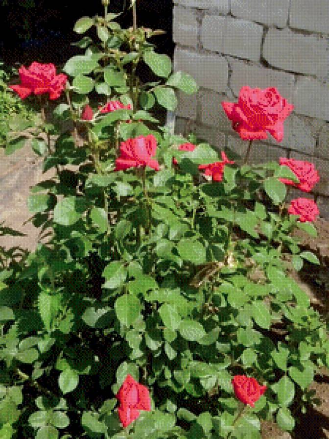 розы - цветы сад розы - предпросмотр