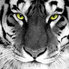 тигр161