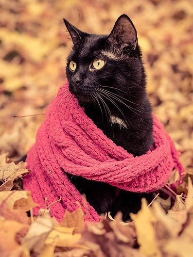 Кот - осень, коты, домашние животные - оригинал