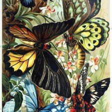 Оригинал схемы вышивки «бабочки» (№1020684)