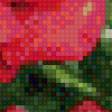 Предпросмотр схемы вышивки «красная роза» (№1020686)
