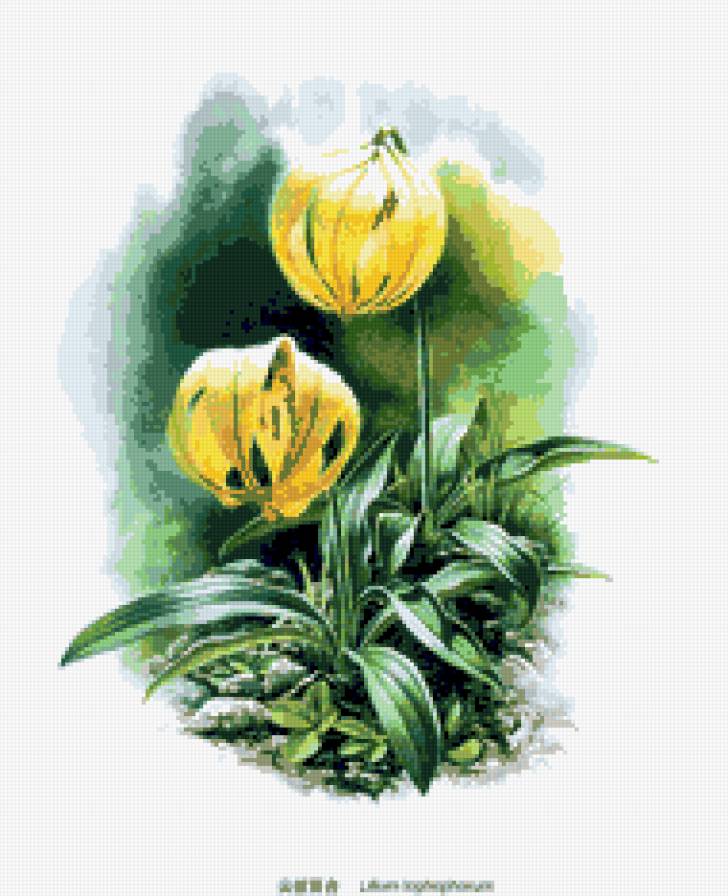 лилии  художника zeng xiao lian - лилия, цветы - предпросмотр