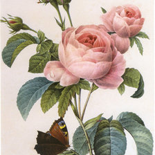Оригинал схемы вышивки «розы» (№1021603)