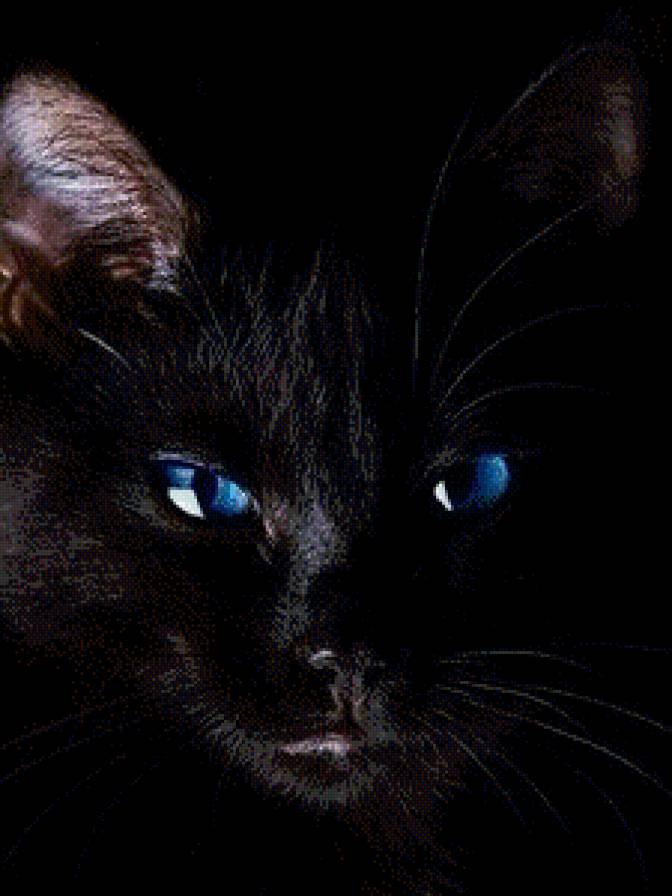 Чёрный кот - животные, коты, домашние животные - предпросмотр