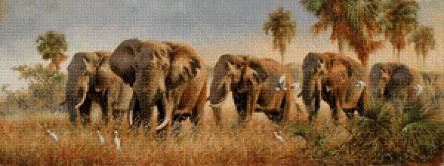 слоны - дикая природа - предпросмотр