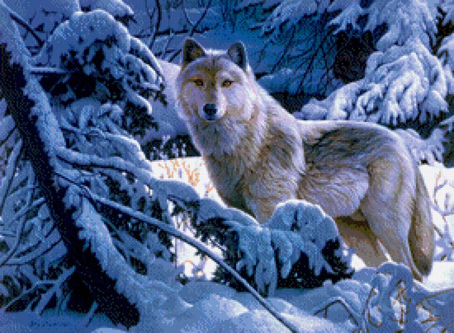 волки - дикая природа - предпросмотр