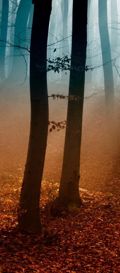 Осенний туман. Триптих ч.1 - осень, туман, триптих, листья - оригинал