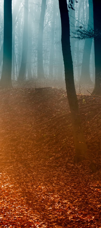 Осенний туман. Триптих ч.3 - осень, туман, листья, триптих - оригинал
