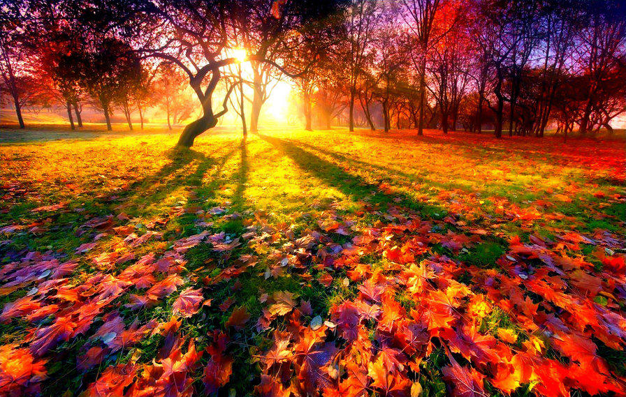 Цветная осень - листья, осень - оригинал