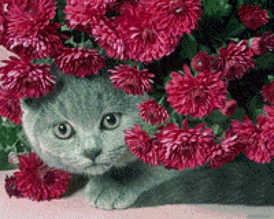 Кот флорист - кот, животные, цветы - предпросмотр