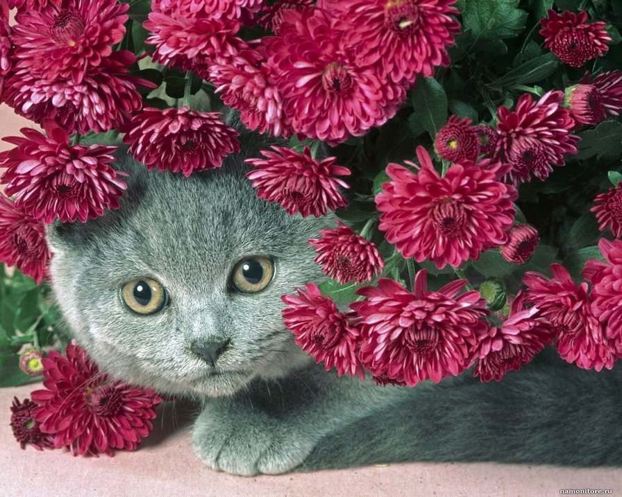 Кот флорист - животные, кот, цветы - оригинал