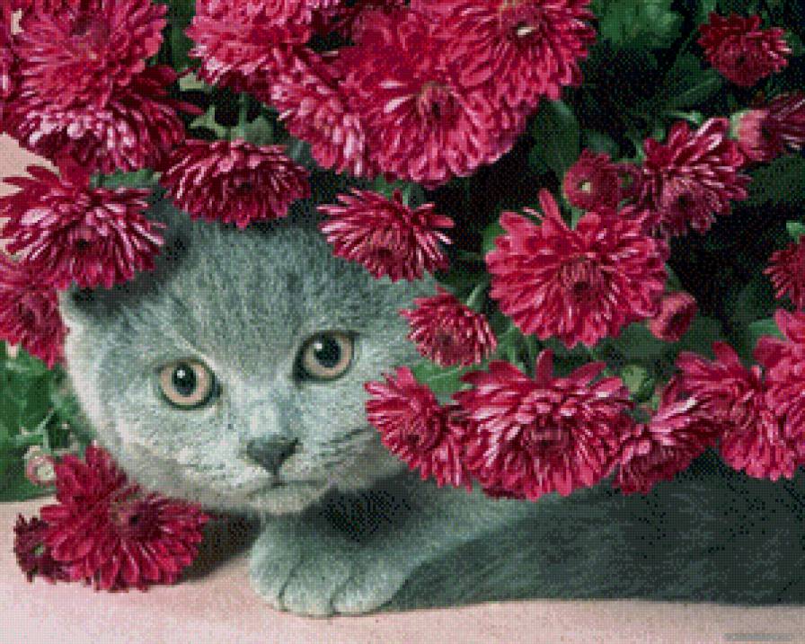 Кот флорист - цветы, кот, животные - предпросмотр