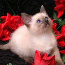 Оригинал схемы вышивки «котенок в розах» (№1027515)